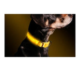 Collier réglable LED pour chiens et chats différentes tailles et couleurs