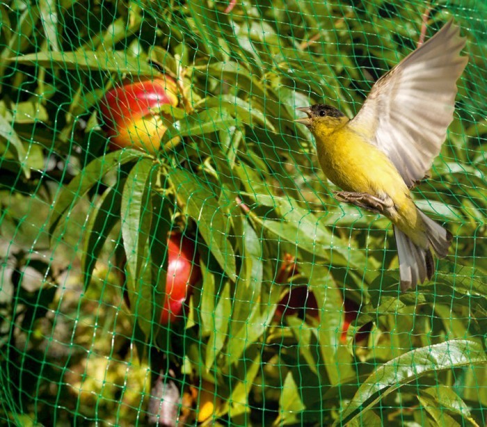 Filet d’entourage ou couvre-potager en nylon 4 x 10 m anti-oiseaux 290034