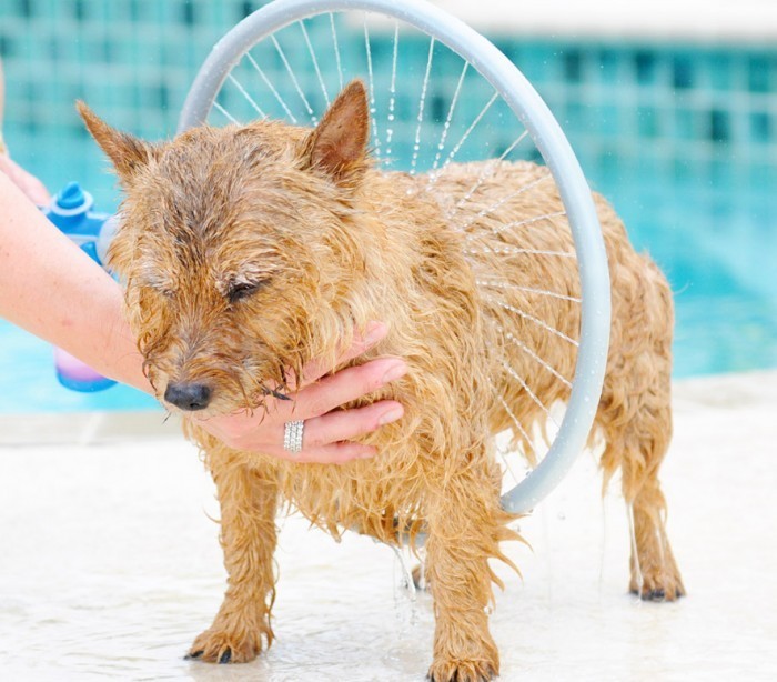Système innovant pour le lavage des chiens 360° 776622 WASH DOG anneau ø 31 cm