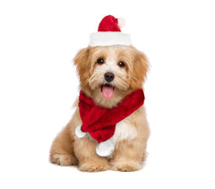 064227 Set bonnet et écharpe PÈRE NOËL pour chiens de petite taille