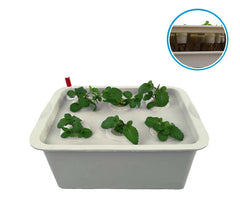 4496 Kit système de culture HYDROPONIQUE boîte 6 trous 41,3x27,6 cm et pompe àir