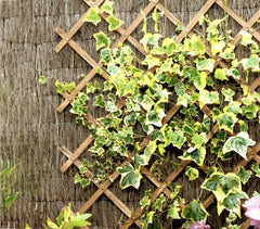 434020 Grille en bois extensible Welkhome 180x60 cmpour plante