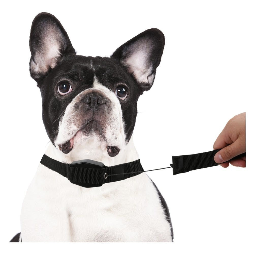 166004 Collier élastique pour chiens de taille moyenne ou petite 145 cm.