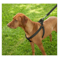 7907 Laisse rembourrée en nylon avec harnais pour chiens moyens et grands