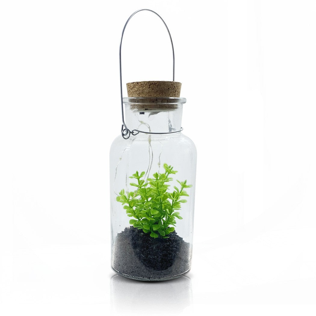 Boîte en verre avec plante décorative 452415 et Mini-lumière Led avec poignée