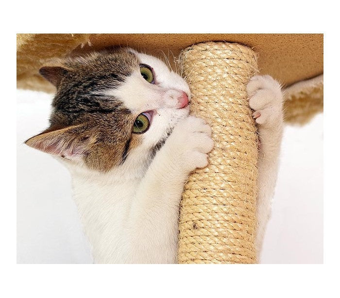 Sisal grattoir avec socle en bois pour les chats - jouet pour animal