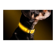 Collier réglable LED pour chiens et chats différentes tailles et couleurs