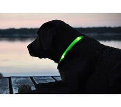 Collier réglable LED pour chiens et chats différentes tailles et couleurs